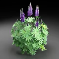 Lush Flowering Plant With Green Palmate Leaves And Purple Blooms Forming Spherical Cluster