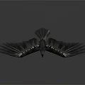 Dark Colored Eagle Flying With Spread Wings In Flight On Dark Gray Background
