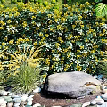 Lush Green Plant Wall Featuring Plants Yellow Flowers Deer Statue And Pebbles In Garden