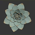 Beautiful Blue Green Succulent with Soft Petals and Orange Edges on Black Background