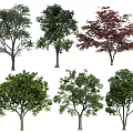 Diverse Arbor Trees With Green Red Foliage And Various Crown Shapes
