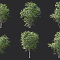 Various Arbor Trees Featuring Green Foliage And Multiple Distinct Growth Shapes 3d model