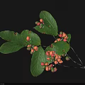 Plant Branch With Green Leaves And Red Yellow Small Fruits On Black Background