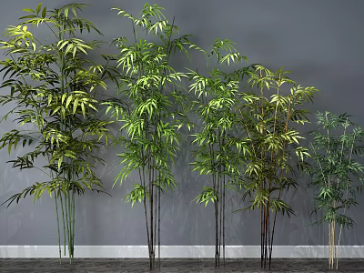 Bamboo Plants of Various Heights and Colors Against Gray Wall and Wooden Floor 3d model