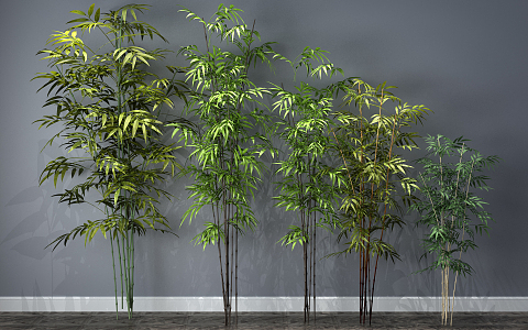 Modern Bamboo Plants 3d model