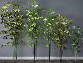 Modern Bamboo Plants 3d model