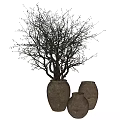 Bonsai Plant with Bare Branches in Three Rustic Terracotta Pots Natural Texture