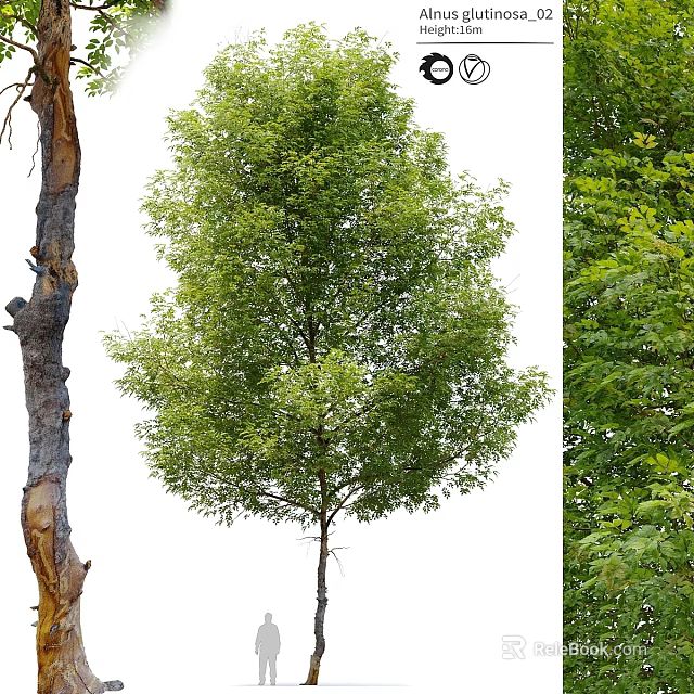 Garden Tree Varieties with Withered Trunk and Lush Foliage for Landscaping Use 3d model 