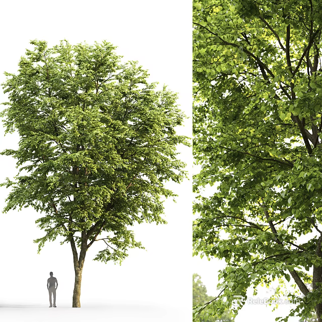 Lush Green Arbor With Dense Foliage And Tall Trunk In Natural Landscape 3d model 