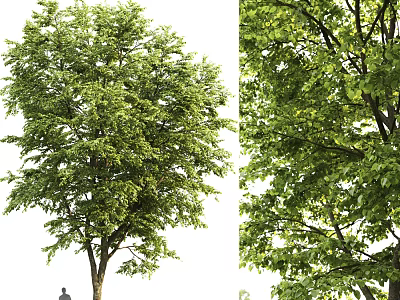 Lush Green Arbor With Dense Foliage And Tall Trunk In Natural Landscape 3d model
