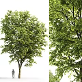 Lush Green Arbor With Dense Foliage And Tall Trunk In Natural Landscape
