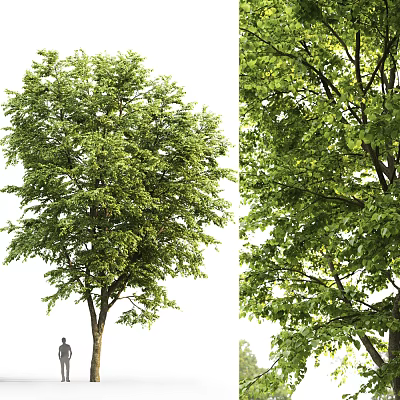 The Modern Tree 3d model The Modern Tree 3d model