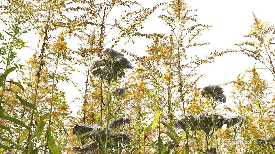 Natural Outdoor Scene Of Tall Stemmed Yellow And Gray Flowers With Fresh Green Leaves 3d model 