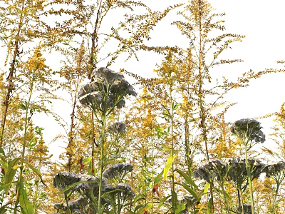 Natural Outdoor Scene Of Tall Stemmed Yellow And Gray Flowers With Fresh Green Leaves 3d model