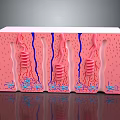 Human Scalp Skin Structure Anatomical Layers With Hair Follicles Blood Vessels And Sweat Glands