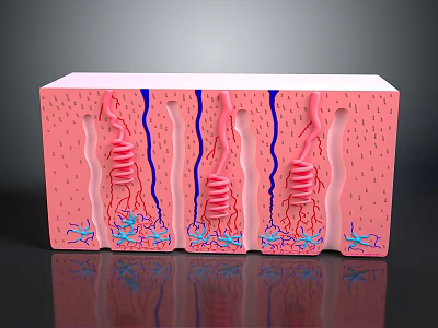 Human Scalp Skin Structure Anatomical Layers With Hair Follicles Blood Vessels And Sweat Glands 3d model