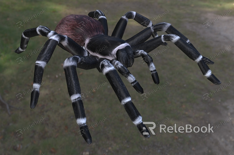 brazilian white knee spider brazilian white knee spider insect model