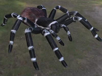 brazilian white knee spider brazilian white knee spider insect 3d model