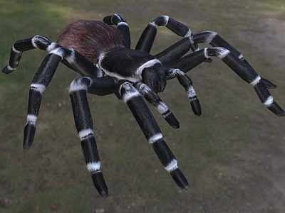 brazilian white knee spider brazilian white knee spider insect model