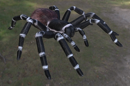 brazilian white knee spider brazilian white knee spider insect 3d model