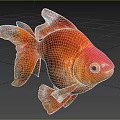 Vibrant Orange and Red Goldfish Swimming in Blue Water with Flowing Tail and Fins