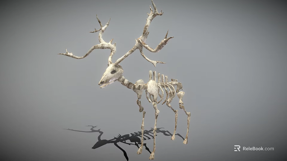 Deer Skeleton With Large Antlers And Detailed Skeletal Structure On Gray Background 3d model