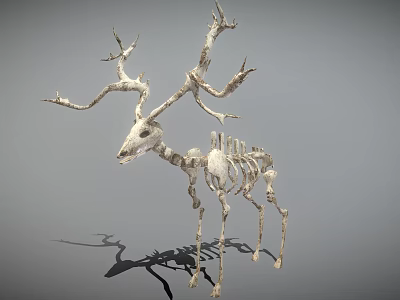 Deer Skeleton With Large Antlers And Detailed Skeletal Structure On Gray Background 3d model