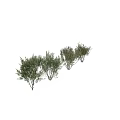 Various Trees With Different Growth Forms And Lush Green Foliage Structures 3d model