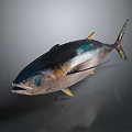 Whole Tuna with Shiny Blue Silver Skin and Large Blue Eyes Isolated on Dark Background