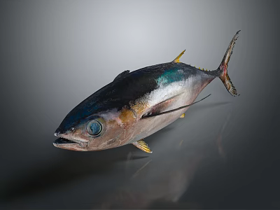 Modern bluefin tuna northern bluefin tuna albacore tuna yellowfin tuna 3d model