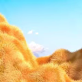 Scenic Golden Yellow Grass Field Under Clear Blue Sky With Fluffy White Clouds