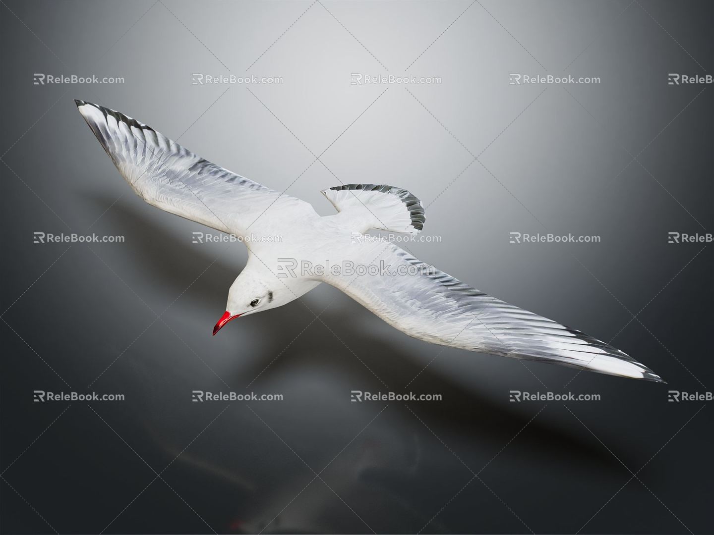 Modern Seagull Cartoon Seagull 3d model