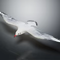 White Seagull Flying With Spread Wings And Red Beak On Gray Background 3d model
