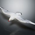 Modern Seagull Cartoon Seagull 3d model