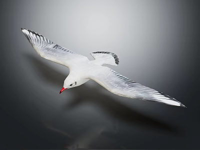 White Seagull Flying With Spread Wings And Red Beak On Gray Background 3d model