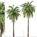 Tall Palm Trees With Lush Green Fronds And Trunk Details In Multiple Natural Views