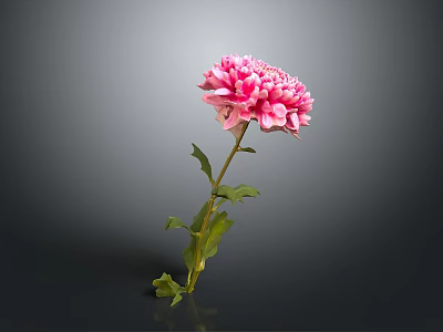 Pink Carnation Flower With Ruffled Petals And Green Stem Leaves 3d model