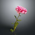 Pink Carnation Flower With Ruffled Petals And Green Stem Leaves