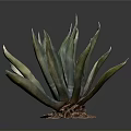 Tall Agave Plant With Green Pointed Leaves And Decorative Colored Base