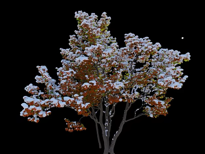Beautiful Winter Arbor With Snow Covered Orange Red Leaves On Black Background 3d model