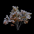 Beautiful Winter Arbor With Snow Covered Orange Red Leaves On Black Background