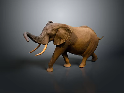 Brown Elephant With Long Ivory Tusks And Curved Trunk Walking On Gray Background 3d model