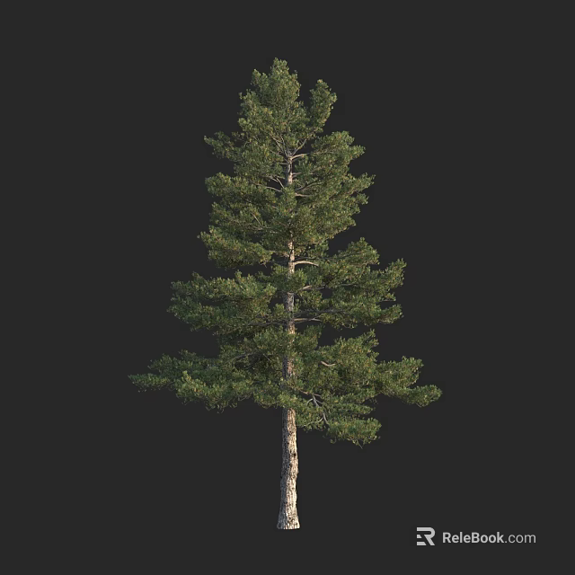 Tall Coniferous Tree With Lush Green Foliage And Straight Trunk On Black Background 3d model 