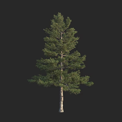 Tall Coniferous Tree With Lush Green Foliage And Straight Trunk On Black Background 3d model