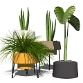 Lush Indoor Decorative Potted Green Plants With Various Leaves And Colored Pots On Stands
