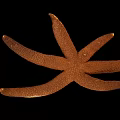 Brown Starfish Aquatic Animal On Black Background In Close Up View
