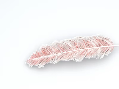 Delicate Soft Pink And White Striped Feather On Clean White Background 3d model