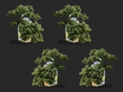 Decorative Potted Shrubs With Lush Green Foliage In Various Display Angles 3d model