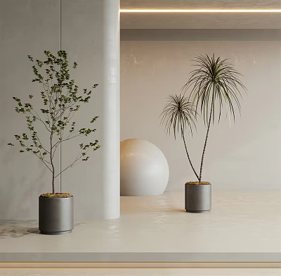 Modern Indoor Bonsai Potted Plants With Green Foliage In Gray Planters And White Decor 3d model