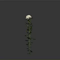 White Chrysanthemum Plant With Green Stem And Leaves On Gray Background